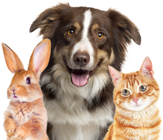 Dieren